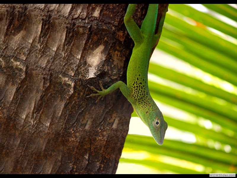 Anolis
