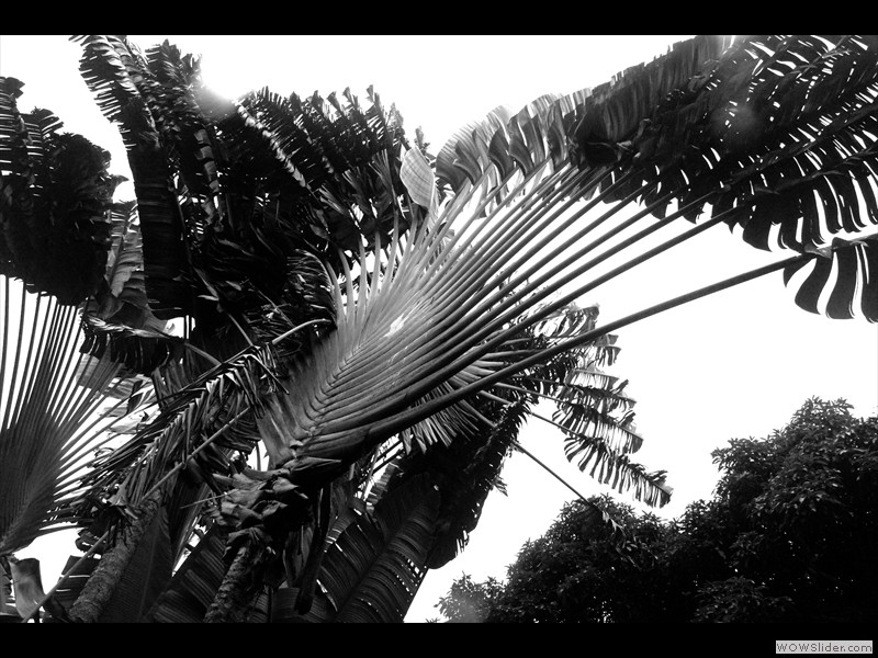 Arbres du Voyageur
