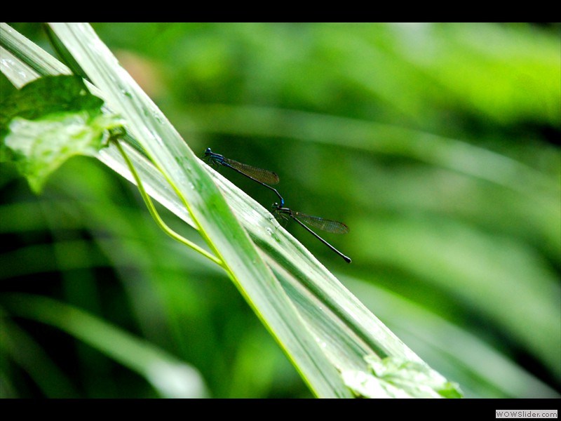 Bi-Libellules au saut d'eau de Matouba