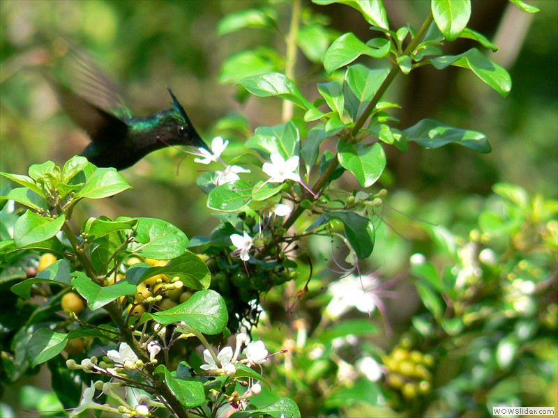 Colibri Huppé