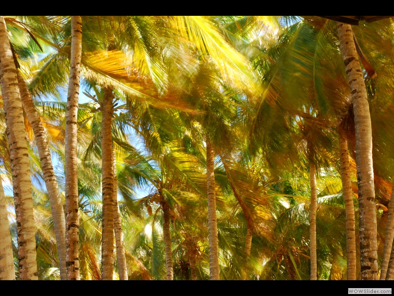 Cocotiers dans le vent