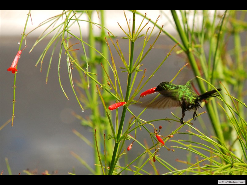 Colibri huppé