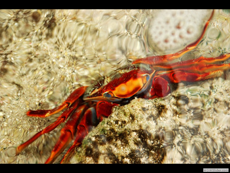 Crabe Clown