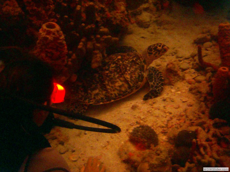 Diving 2