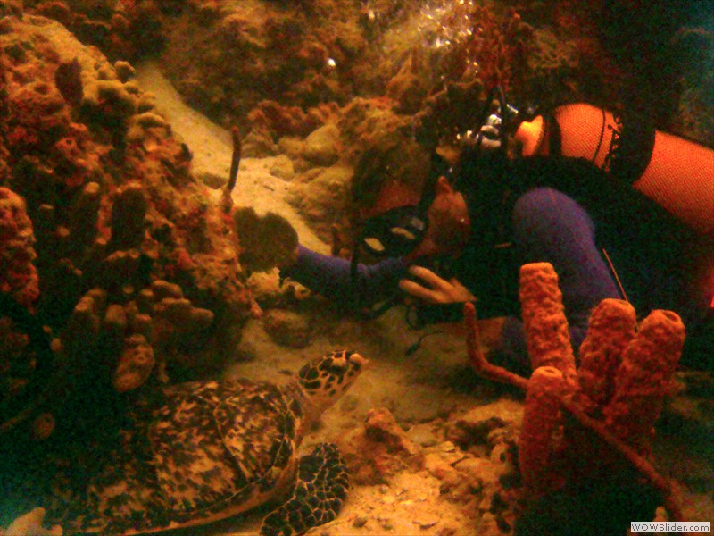 Diving 3
