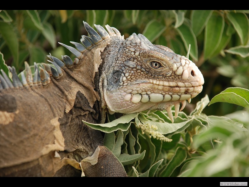 Iguana Delicatissima
