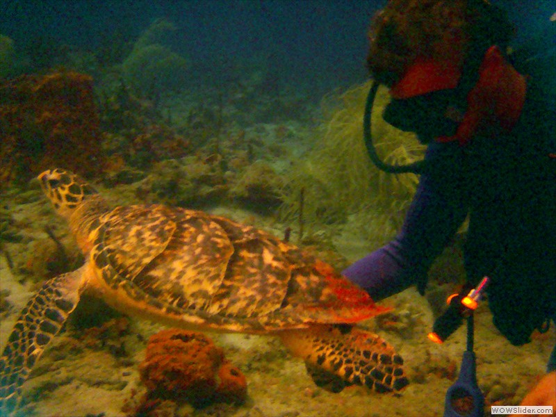Tortue Imbriquée