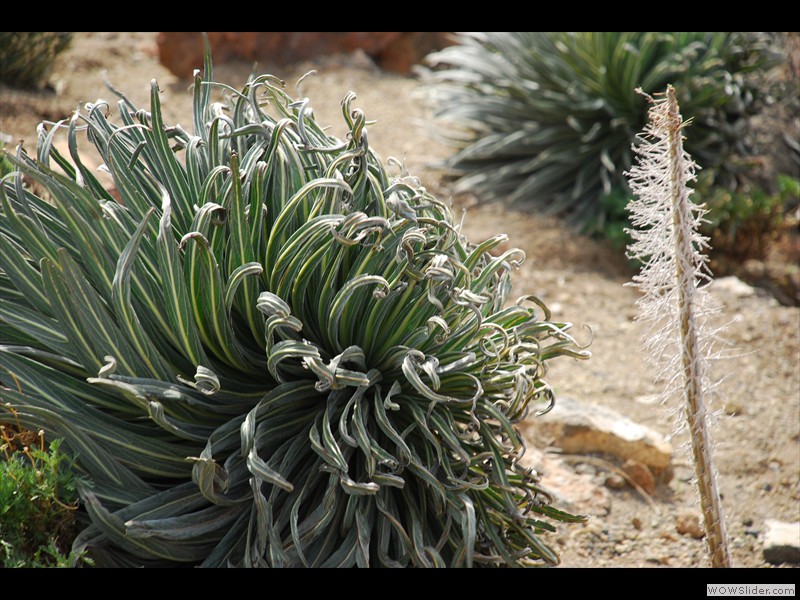 Flore volcanique