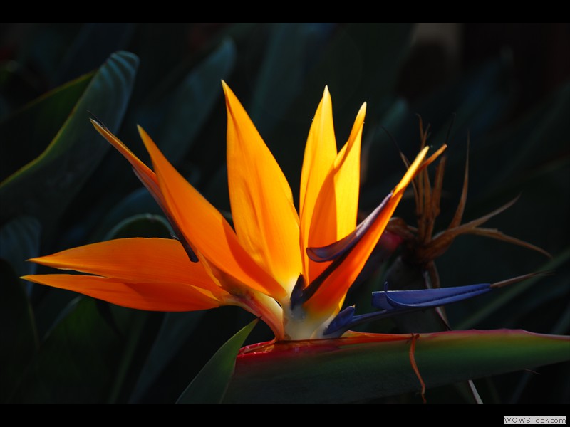 Oiseau de Paradis