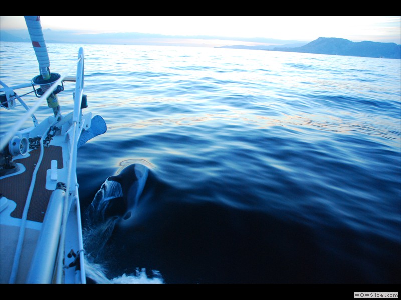 Arrivée avec les dauphins