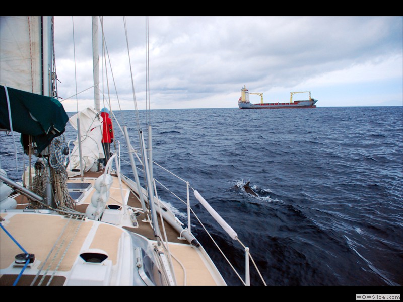 Slalom avec les dauphins